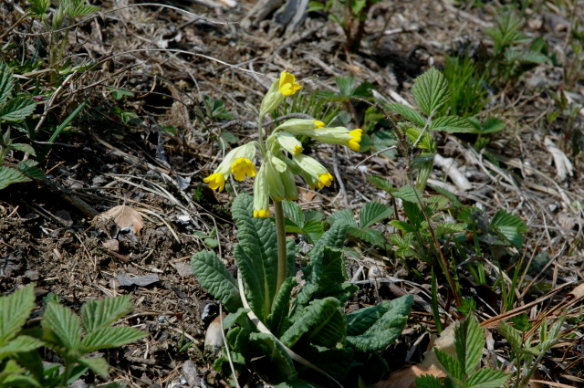 Primula veris / Primula odorosa